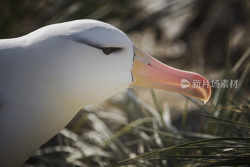 黑眉信天翁(Thalassarche melanophris)肖像，杰森尖塔岛